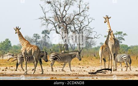 Una Torre di giraffe e un Dazzle di Zebre Un'animata buca d'acqua nel Parco Nazionale di Hwange Foto Stock