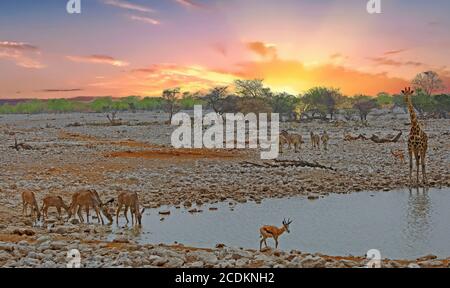 Giraffe, e Impala presso la sorgente Okaukeujo all'alba nel Parco Nazionale di Etosha, Namiba. Foto Stock