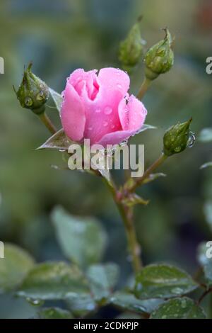 Rosa Rosa coperta di gocce di pioggia in un giardino a Candide Italia Foto Stock