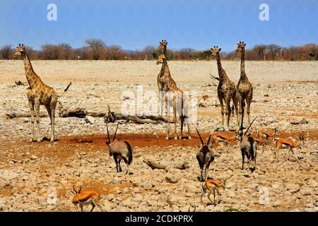 Grande mandria di giraffe Gemsbok Oryx e Sprinbok che si erono sul terreno roccioso secco del Parco Nazionale di Etosha. Okaukeujo è un magnete per gli animali da bere Foto Stock