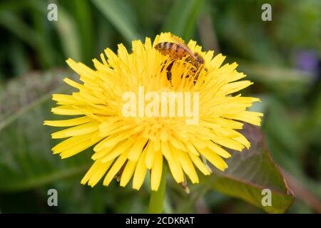 Una ape Pollinates un fiore giallo brillante del dente di leone a Stroud Preserve, contea di Chester, Pennsylvania, Stati Uniti Foto Stock