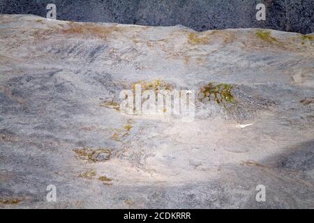 Artico orso polare in ambiente naturale Foto Stock