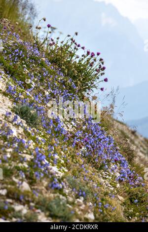 Fiori di Harebell blu che fioriscono nelle Dolomiti Foto Stock