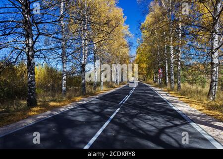 In autunno la betulla strada forestale. Una strada attraverso il bosco in autunno Foto Stock