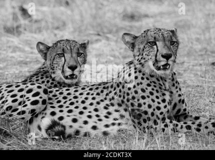 Due fratelli Cheetah riposano sulle pianure africane nel Parco Nazionale di Hwange, Zimbabwe Foto Stock