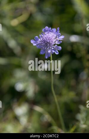 Fiori di Aster Alpinus che crescono selvaggi nelle Dolomiti Foto Stock