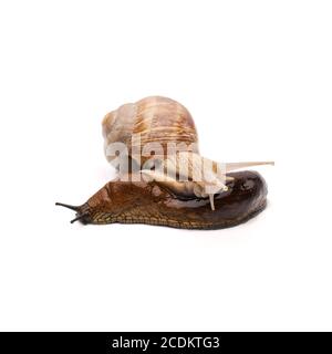 Roman Snail striscia su Slug Foto Stock