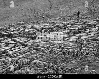 Immagine BW di un camminatore solista su famosi clint e grykes di pietra calcarea marciapiede sopra Malham Cove, Yorkshire Dales National Park North Yorkshire, Inghilterra, Regno Unito Foto Stock