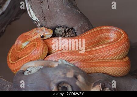 Le strisce rosse arancioni e gialle presentano questo serpente di mais per animali domestici che si trova su un ramo spesso nel suo terrario. Lo sfondo semplice fa risplare il colore. Foto Stock