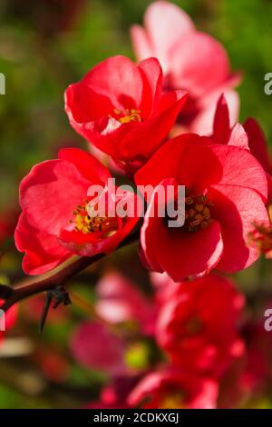 Sbocciato tree - Chaenomeles japonica. Cotogno giapponese branch - a fioritura primaverile Foto Stock