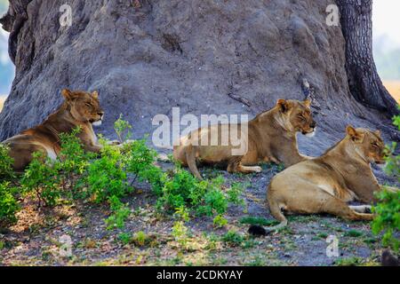 Tre Lionessa (Panthera Leo) poggiati sotto un grande tronco d'albero, tutti i leoni sono svegli e vigili. Parco nazionale di Hwange, Zimbabwe Foto Stock