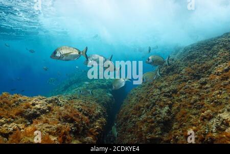 Diversi sargo pesce di mare sott'acqua nel Mar Mediterraneo, Francia Foto Stock