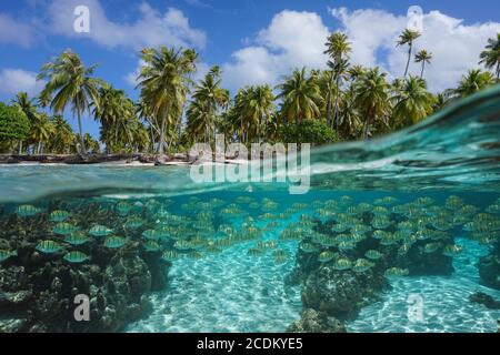 Mare tropicale, scuola di pesci sott'acqua e palme da cocco sulla riva, vista split sopra l'acqua, Polinesia francese, oceano Pacifico