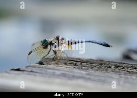 Macro wing shot di un dragonfly maschile maturo blu dasher (Pachypdipax longipennis) presso il lago Dow's, Ottawa, Ontario, Canada. Foto Stock