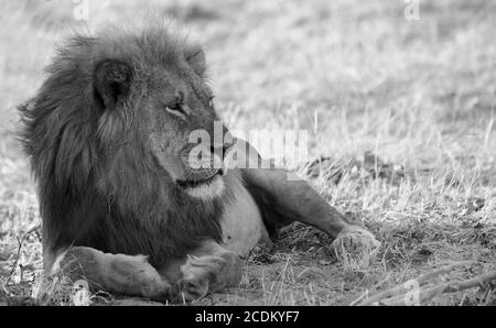 Leone maschio africano in bianco e nero svezzamento sulle pianure africane nel Parco Nazionale di Hwange, Zimbabwe Foto Stock