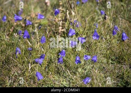 Fiori di Harebell blu che fioriscono nelle Dolomiti Foto Stock