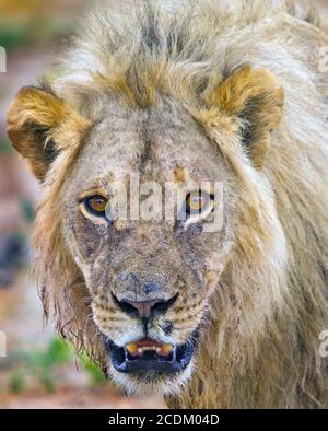 Un allarme Full incorniciato Leone Male (Panthera Leo) volto guardando direttamente in macchina fotografica nel South Luangwa National Park, Zambia Foto Stock