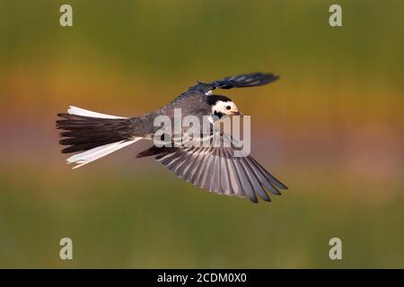 waggail, wagtail bianco (Motacilla alba), in volo, Italia Foto Stock