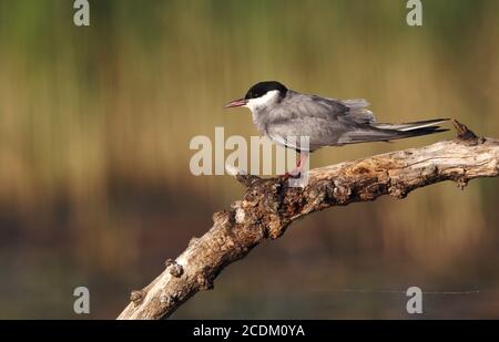 Terna whiskered (Chlidonias hybrida), che perching in estate piumaggio su un ramo, vista laterale, Ungheria, Hortobagy Foto Stock