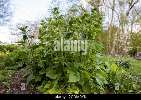 Figwort giallo (Scrophularia vernalis), fioritura, Paesi Bassi Foto Stock