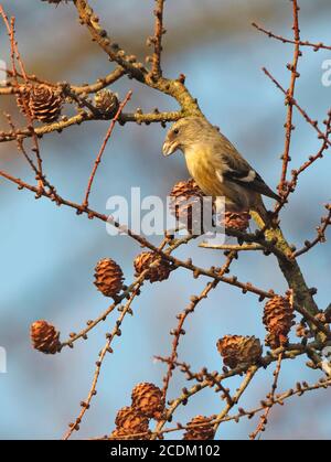 crossbill Eurasian ad ala bianca (Loxia leucoptera bifasciata, Loxia bifasciata), foraggio femminile a coni di larice, vista laterale, Danimarca Foto Stock