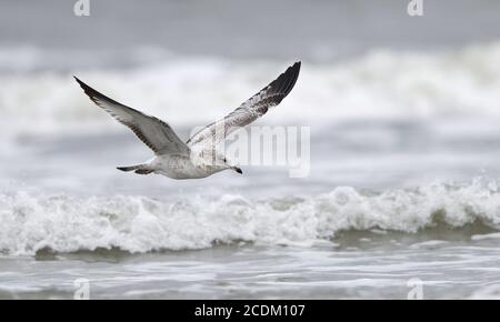 Gabbiano con fatturazione ad anello (Larus delawarensis), gabbiano con fatturazione ad anello del primo inverno in volo sulla costa, vista laterale, USA, New Jersey Foto Stock