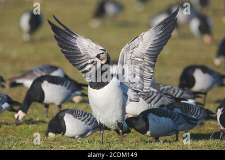 L'oca di barnacle (leucopsis di Branta), ali di flapping, Paesi Bassi, Frisia Foto Stock