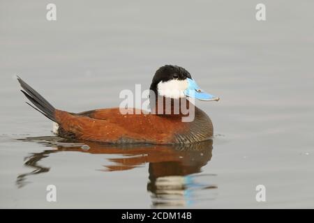 Anatra ruvida (Oxyura jamaicensis), drake nuoto, Paesi Bassi, Sud Olanda Foto Stock