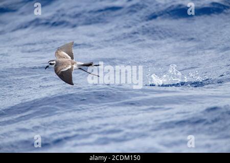 Petrel dalla tempesta di fronte al bianco (porticciolo di Pelagodroma), foraggio sull'Oceano Atlantico, vista laterale, Madeira Foto Stock