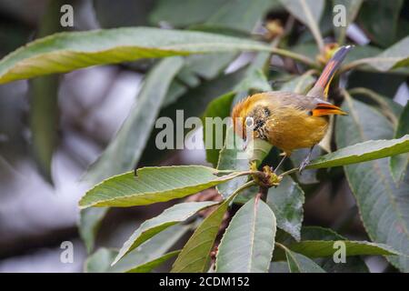 Minla con coda di castagne, minla con gola a barra, Siva con gola a barra (minla strigula, Actinodura strigula), seduta in un albero dal look curioso, India Foto Stock