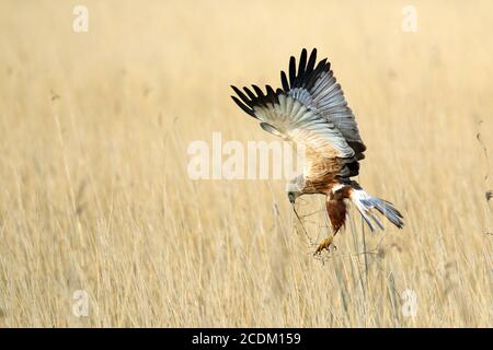 Western Marsh Harrier (Circus aeruginosus), atterraggio maschile con nidificazione materiale al nestl, vista laterale, Paesi Bassi, Lauwersmeer National Park Foto Stock