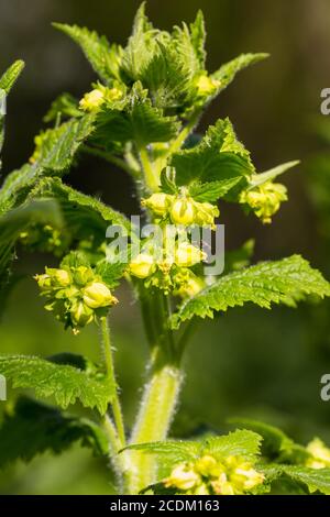 Figwort giallo (Scrophularia vernalis), fioritura, Paesi Bassi Foto Stock