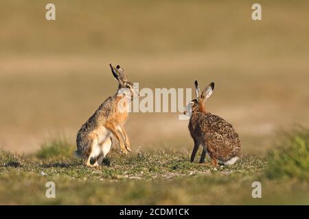 Lepre europeo, lepre marrone (Lepus europaeus), tempo di accoppiamento, maschio impressionando la femmina, Paesi Bassi, Frisia Foto Stock