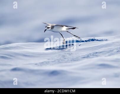 Petrel dalla tempesta di fronte al bianco (porticciolo di Pelagodroma), foraggio sull'Oceano Atlantico, vista laterale, Madeira Foto Stock