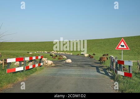 Pecore che si trovano sulla strada, presso un cartello di avvertimento 'attenzione alle pecore', Paesi Bassi, Paesi Bassi del Nord Foto Stock