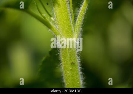 Figwort giallo (Scrophularia vernalis), STEM, Paesi Bassi Foto Stock