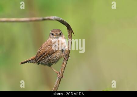 Winter Wren (Troglodytes troglodytes), arroccato su una filiale, Paesi Bassi, Frisia Foto Stock