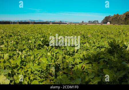 Campagna neozelandese, iconiche scene di kiwi: Colture foraggere per ovini e bovini. Foto Stock