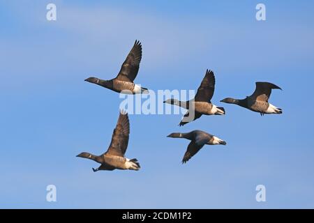 branta bernicla, flying flock, Olanda, Paesi Bassi del Nord Foto Stock