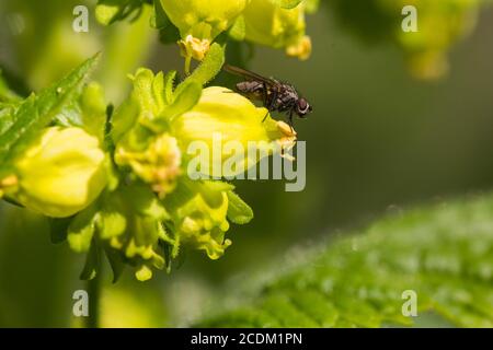 Figwort giallo (Scrophularia vernalis), fiorente con la mosca, Paesi Bassi Foto Stock