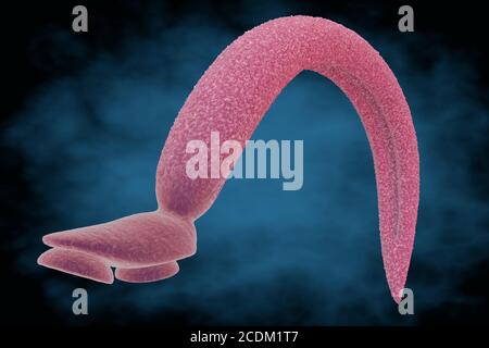 Illustrazione 3d di uno schistosoma fluke (Schistosoma mansoni). Come adulti, questi vermi vivono nelle vene intorno all'intestino crasso umano, attaccandosi alla parete dalle ventose sulle loro teste. I vermi causano febbre e dolore addominale, e le uova prodotte dal verme femminile possono formare ostruzioni di tessuti noti come granulomi. Foto Stock