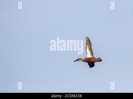 Australian Shoveler (spatola rynchotis variegata, spatola variegata), femmina in volo, Nuova Zelanda, Miranda Foto Stock