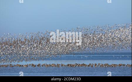 Dunlin (Calidris alpina), un grande gregge volante di dunlin sopra i corvi riposanti nella pianura mareale, Paesi Bassi, Frisia Foto Stock