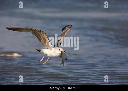 Maggiore gabbiano nero-backed (Larus marinus), gabbiano nero-backed maggiore giovanile in volo con un pesce catturato nel disegno di legge all'Ijsselmeer, Foto Stock