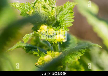 Figwort giallo (Scrophularia vernalis), fiori, Paesi Bassi Foto Stock