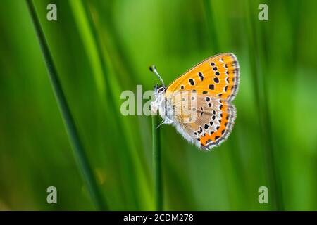 Rame violetto (Lycaena helle), maschio seduto ad un gambo, vista laterale, Germania, Nord Reno-Westfalia, Parco Nazionale di Eifel Foto Stock