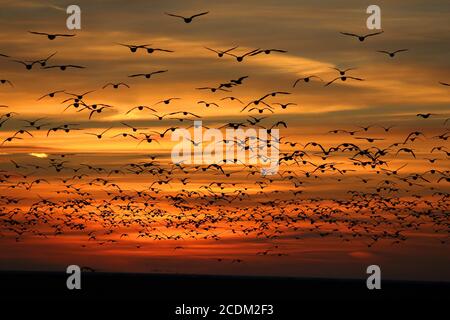 l'oca di barnacle (leucopsis di Branta), flock gigante dopo il tramonto, Paesi Bassi, Frisia Foto Stock