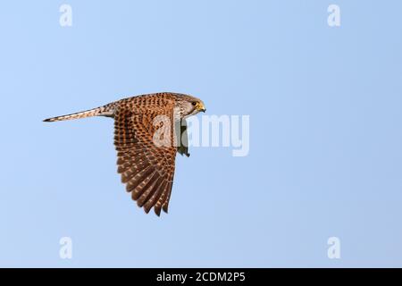 Gheppio europeo, gheppio eurasiatico, gheppio del Vecchio mondo, gheppio comune (Falco tinnunculus), donna in volo, Paesi Bassi, Frisia Foto Stock