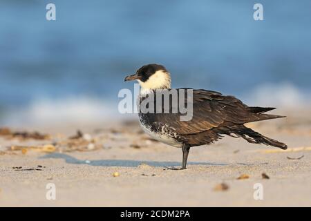 Pomarine skua (Stercorarius pomarinus), si trova sulla spiaggia, Paesi Bassi, Flevoland Foto Stock