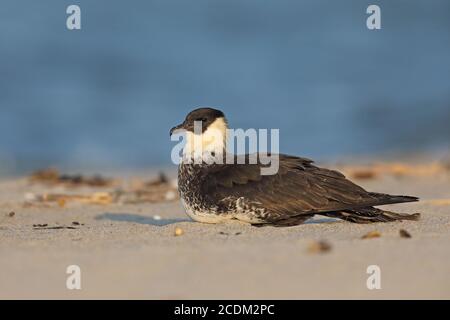 Pomarine skua (Stercorarius pomarinus), si trova sulla spiaggia, Paesi Bassi, Flevoland Foto Stock